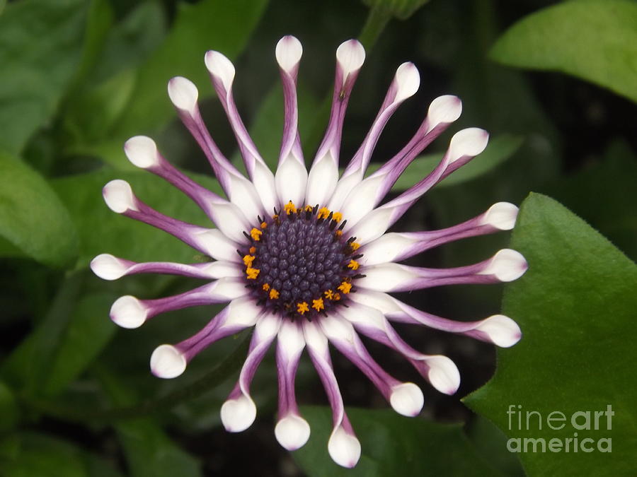 Spooned Petals African Daisy Photograph by Lingfai Leung