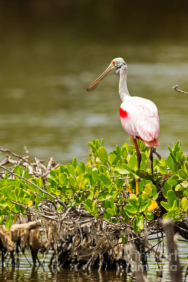 Spoonbill Photograph - Spoonbill on the Mangroves by Natural Focal Point Photography