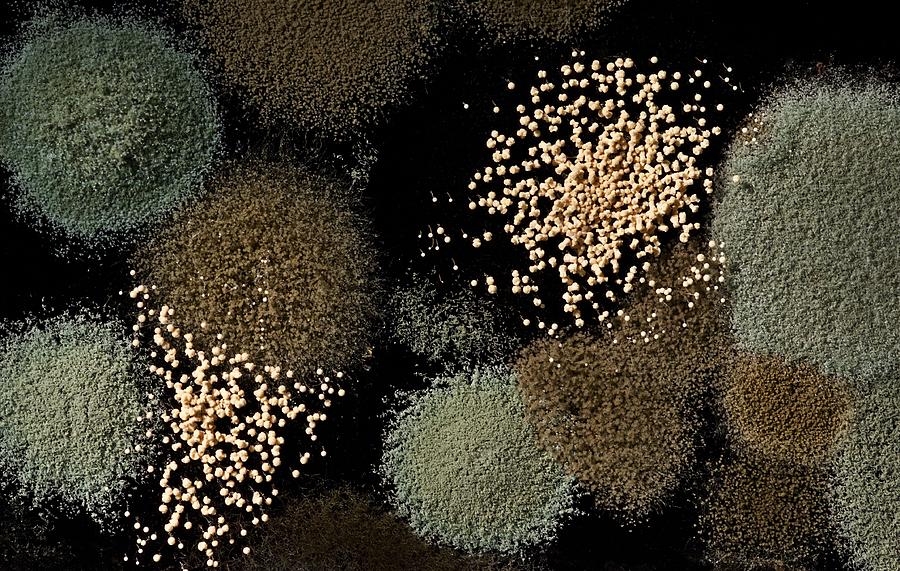 Spores Photograph by Murray Bloom