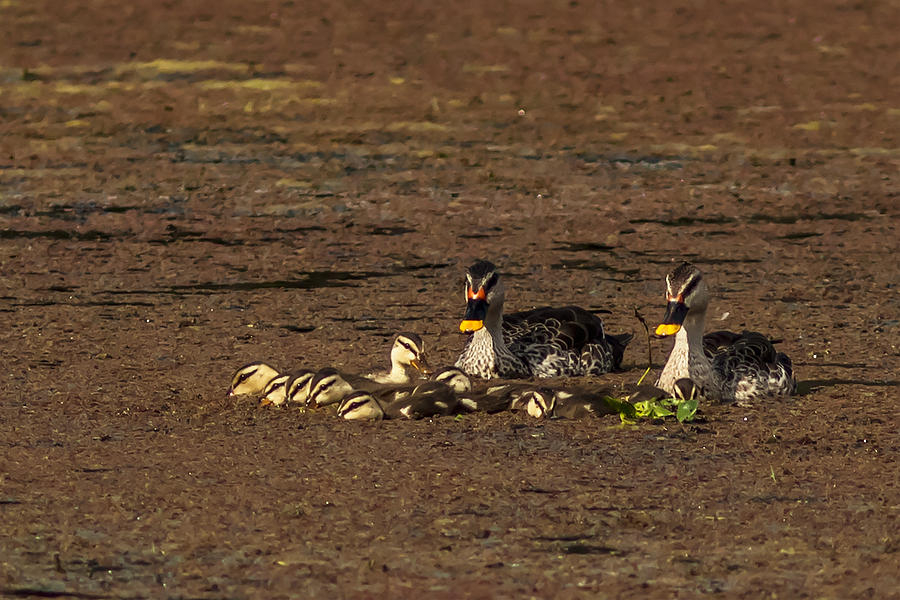 Duck Photograph - Spot Billed Duck Family  by Ramabhadran Thirupattur