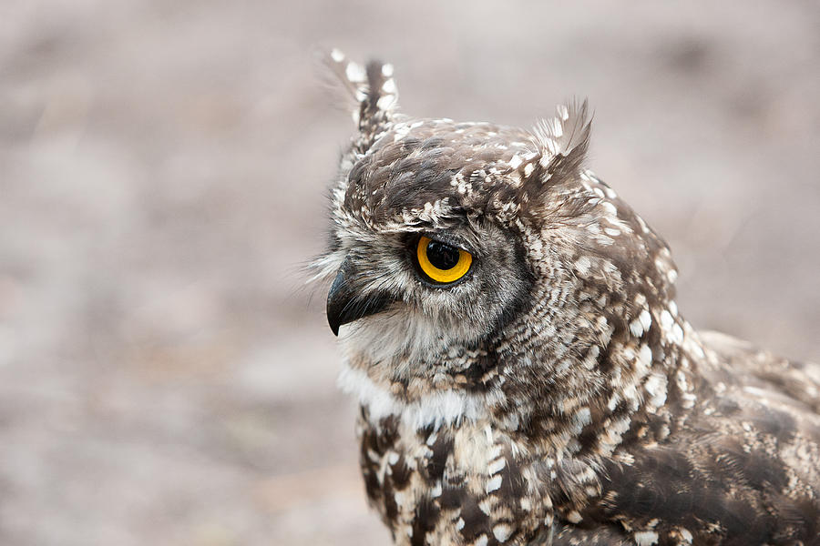 Spot - Spotted Eagle Owl Photograph by Chris Marrison - Fine Art America