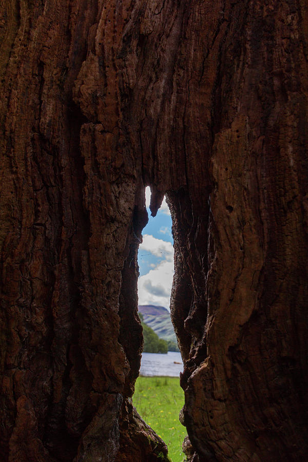 Mountain Photograph - Spot the lake shore view through the hollow tree trunk by Iordanis Pallikaras
