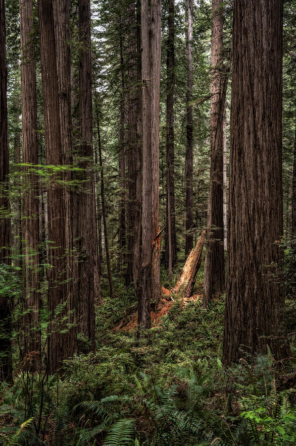 Spotlight In The Redwoods Photograph