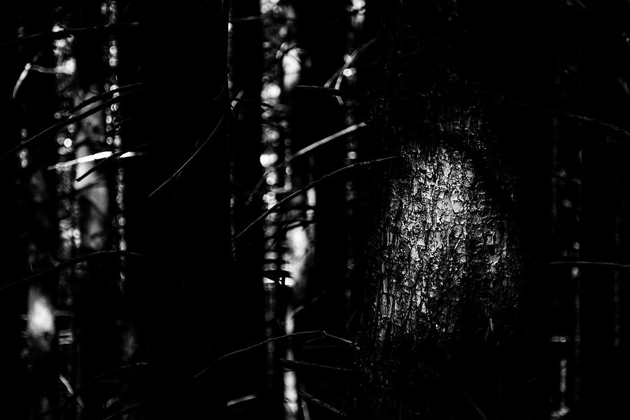 Spotlight in the Woods Black and White Photograph by Pelo Blanco Photo