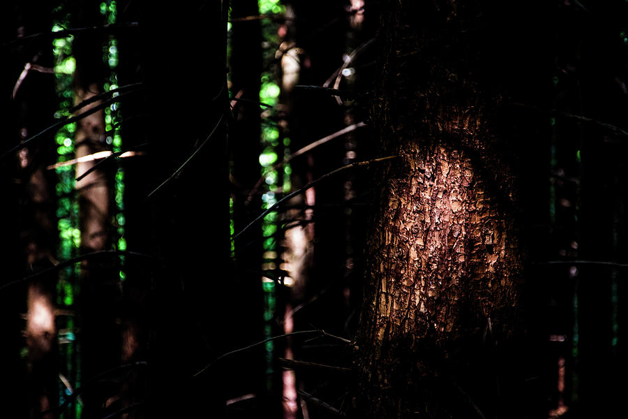 Spotlight in the Woods Photograph by Pelo Blanco Photo