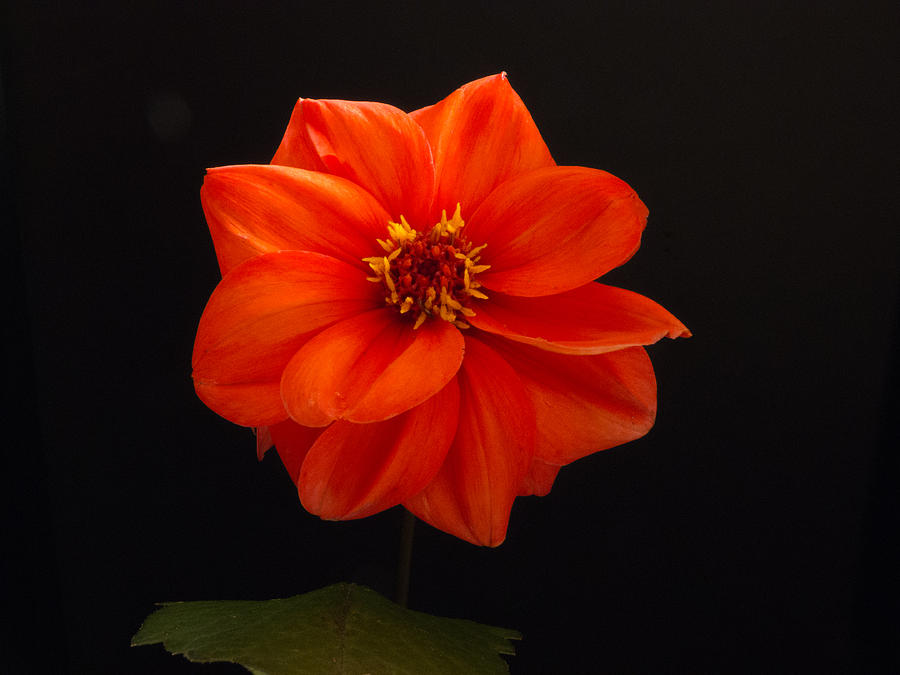 Spotlight on a Dahlia Photograph by David Bishop - Fine Art America