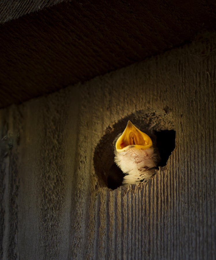 Spotlight on Baby Swallow Photograph by Jean Noren