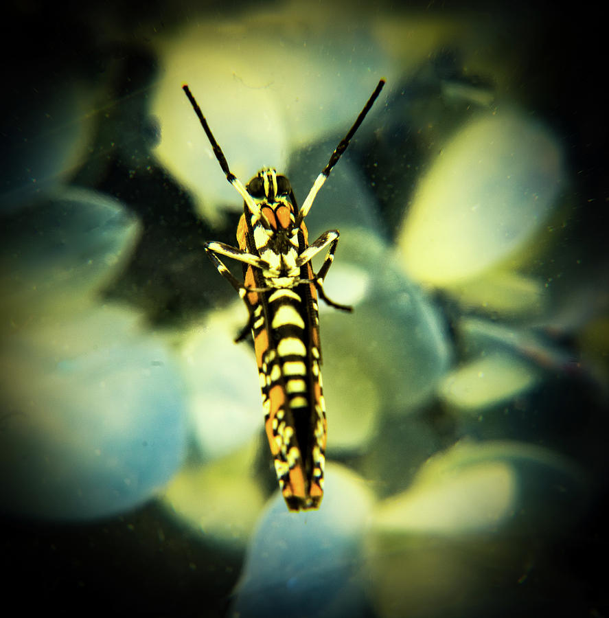 Spotlight on Ermine Moth Photograph by Douglas Barnett