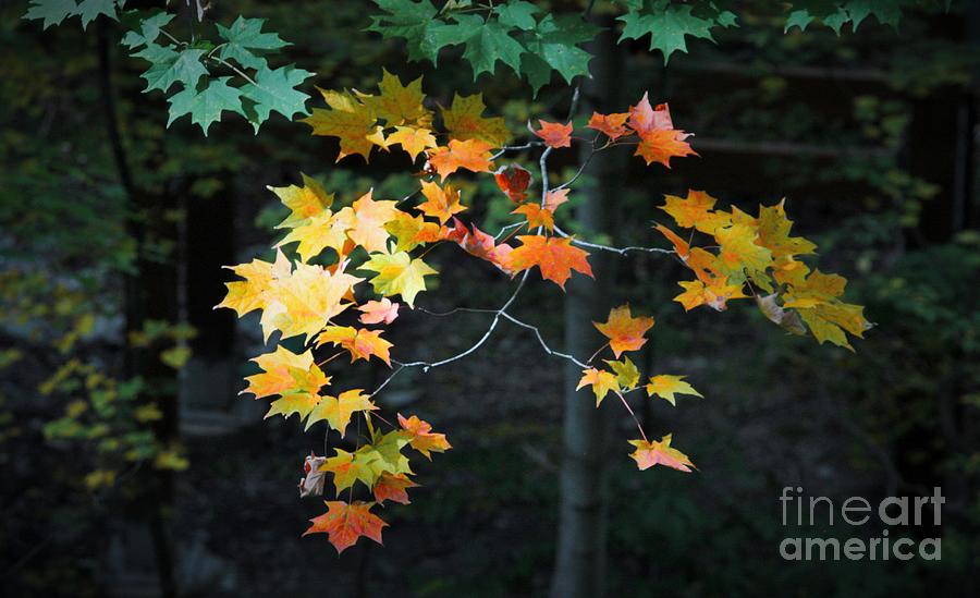 Spotlight on Fall Photograph by Marcia Breznay