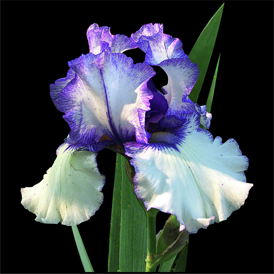 Spotlight on 'Freedom Song' bearded iris Photograph by R V James - Fine ...