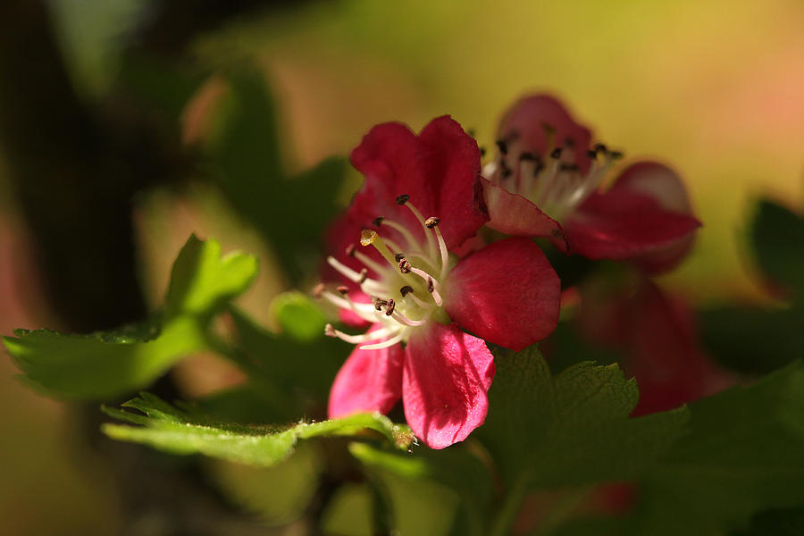 Spring Photograph - Spotlight On Hawthorn by Connie Handscomb