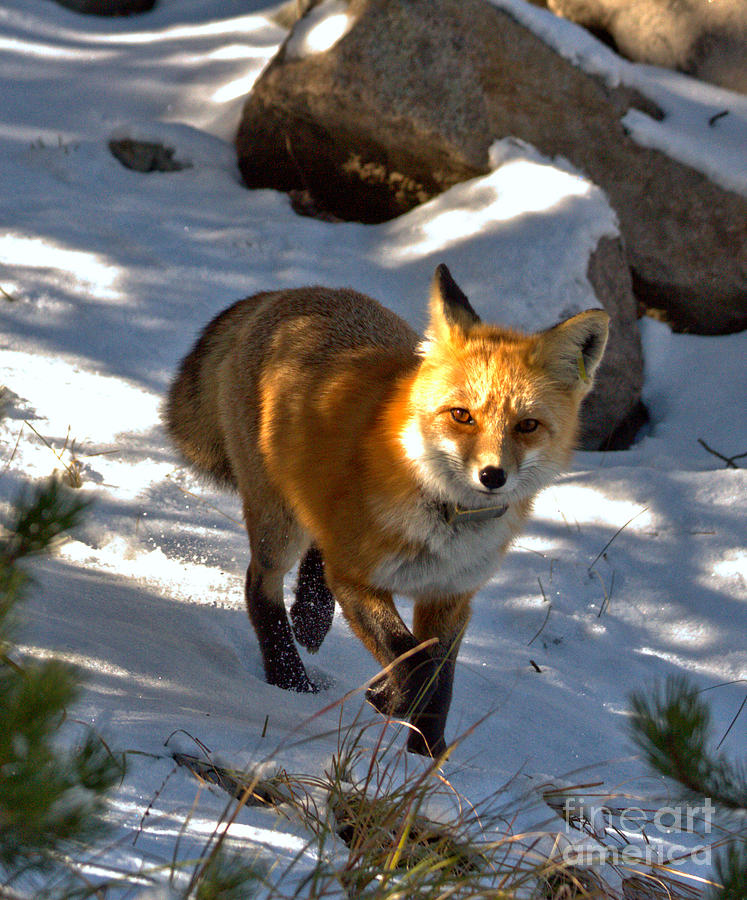 Spotlight On The Fox Closeup Photograph by Adam Jewell