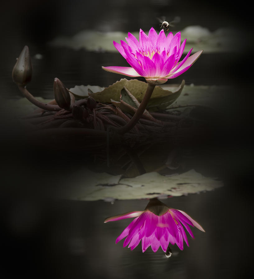 Spotlight Reflection - Water Lily Photograph by Penny Lisowski