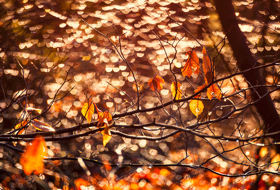 Spotlights And Last Leaves Photograph by Irwin Barrett