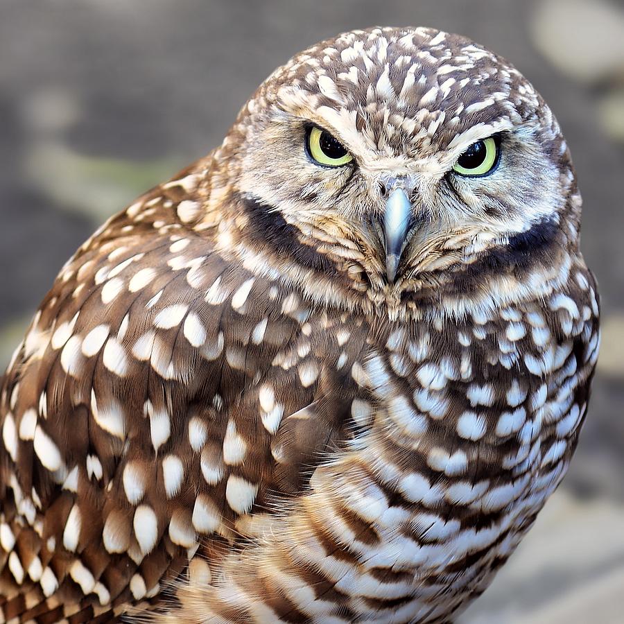 Spots - Burrowing Owl Photograph by KJ Swan
