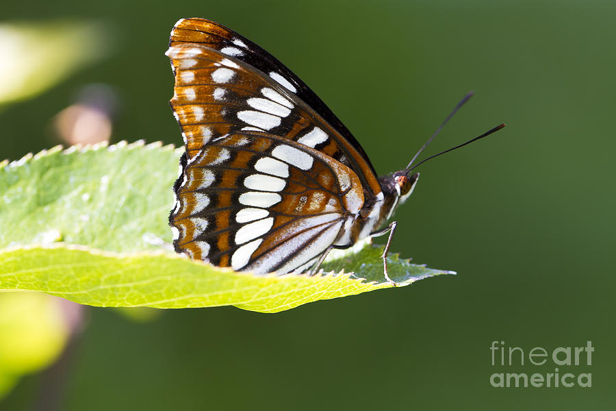 Butterfly Photograph - Spots by Douglas Kikendall