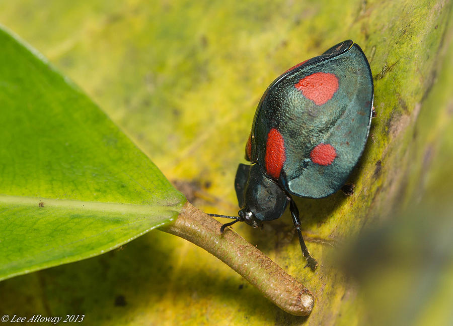 Spotted Beetle Photograph by Lee Alloway - Pixels