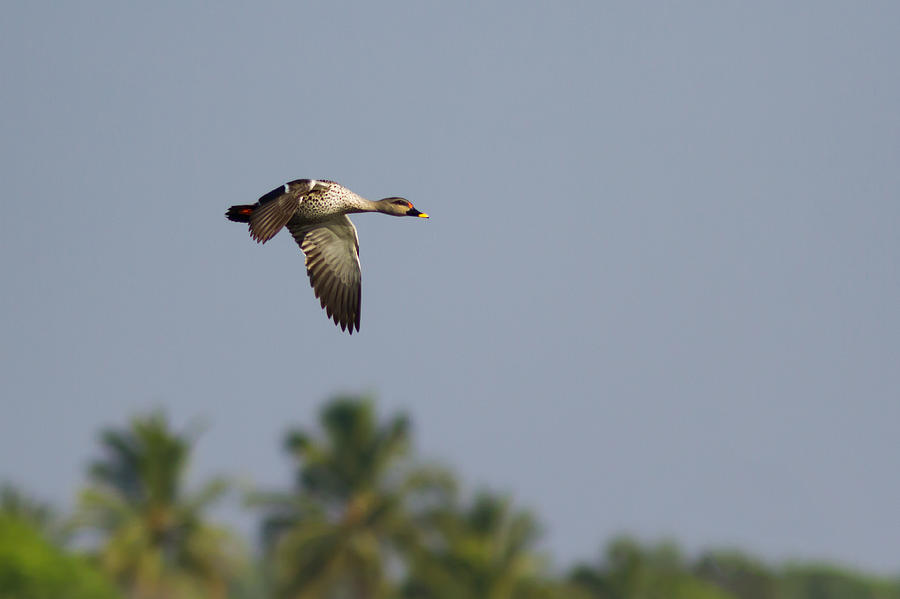 Spot-billed duck - In Flight Photograph by Ramabhadran Thirupattur