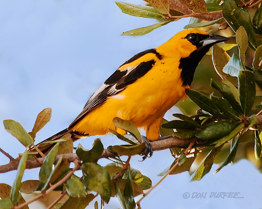 Spotted Breasted Oriole Photograph by Don Durfee