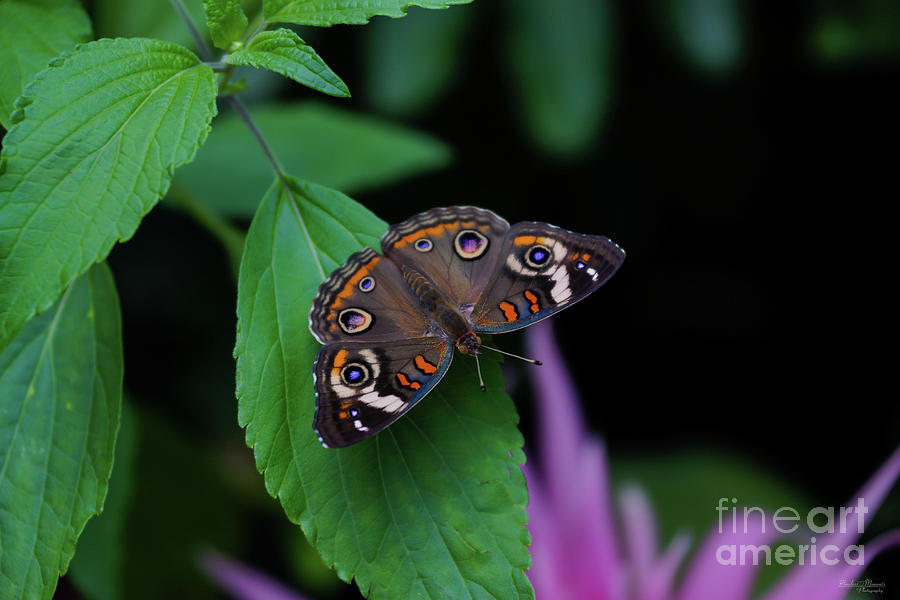 Spotted Butterfly Photograph by Jennifer White