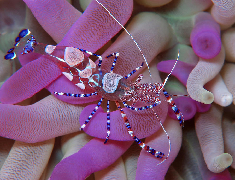 Spotted Cleaner Shrimp on Anemone Photograph by Ellen Muller | Pixels