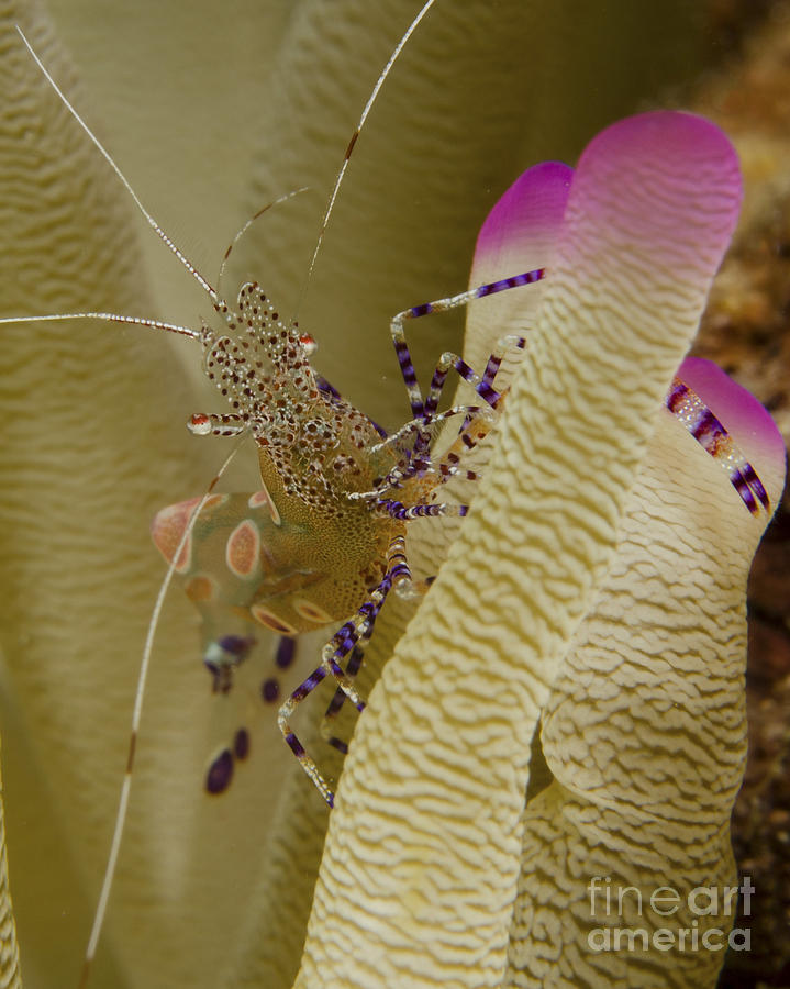Spotted Cleaner Shrimp On Pink Tipped Photograph