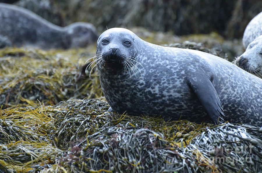 Spotted Coat of a Harbor Seal Photograph by DejaVu Designs | Fine Art ...