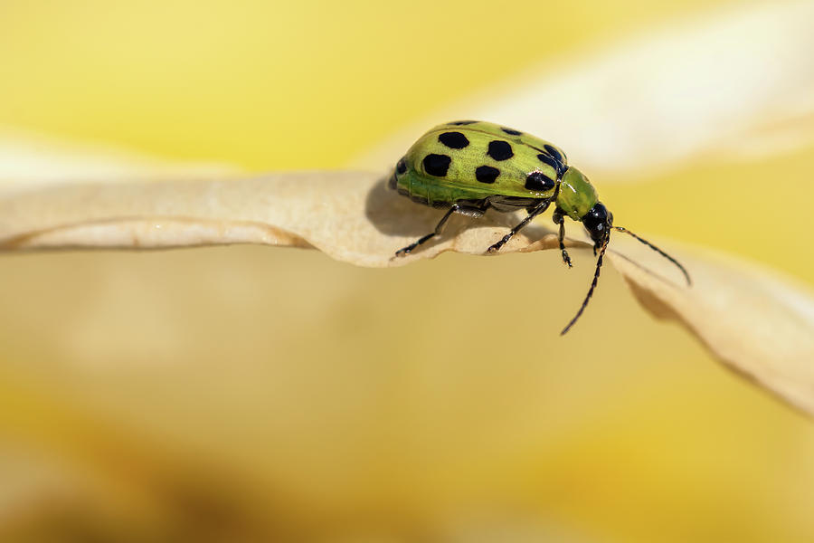 Spotted Cucumber Beetle  Photograph by Jonathan Nguyen
