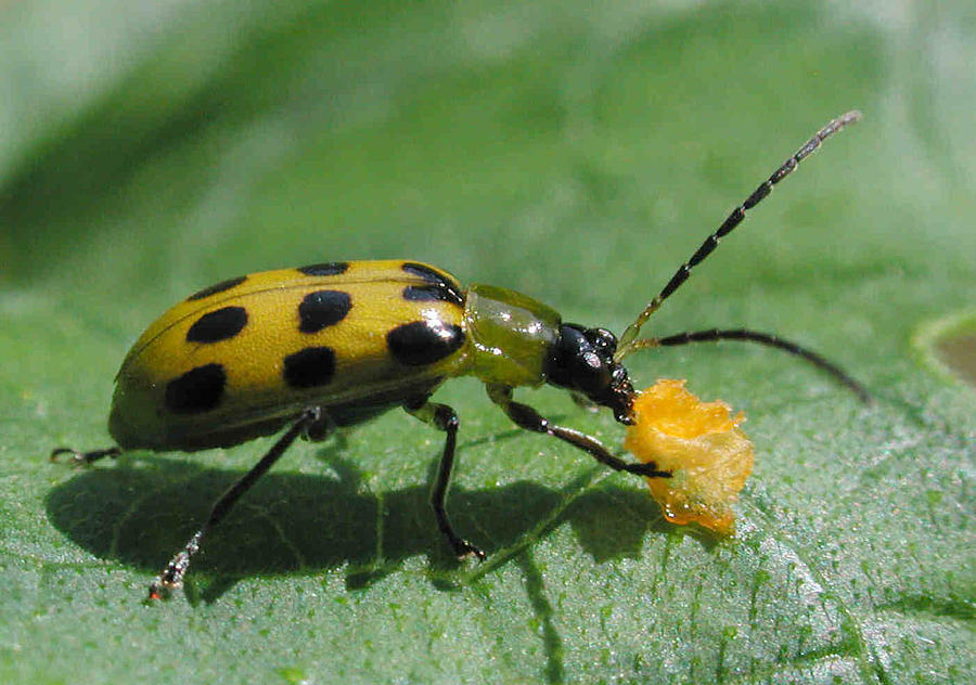 Spotted Cucumber Beetle Photograph by Matt Cormons - Fine Art America