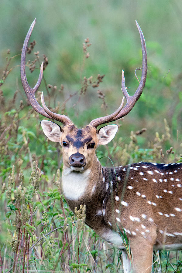 Nature Photograph - Spotted Deer Axis Axis, Kanha National by Panoramic Images