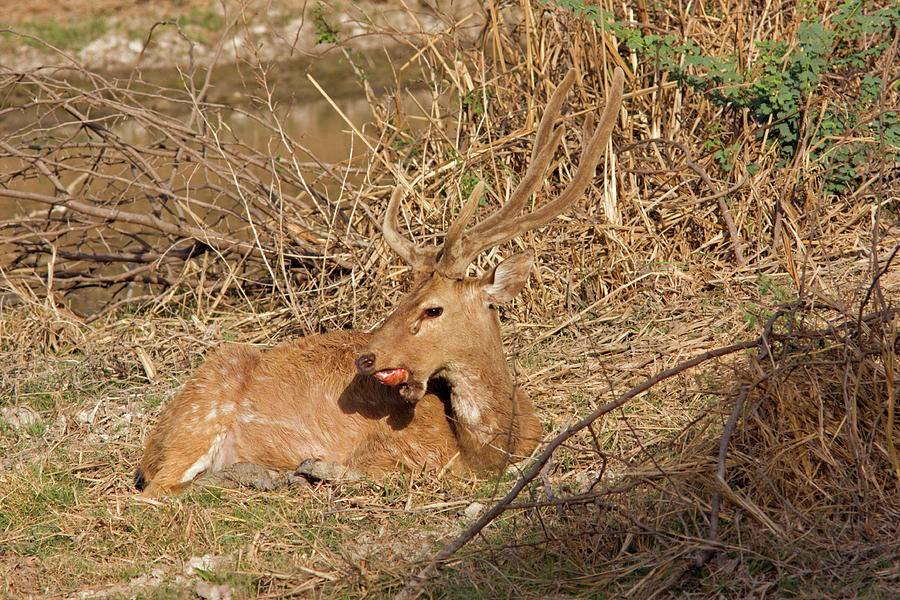 Spotted Deer Eating Fruit Photograph