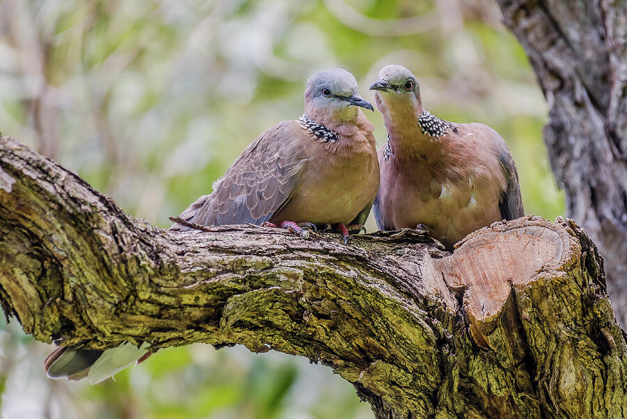 Spotted Dove Pair Photograph by Morris Finkelstein - Pixels