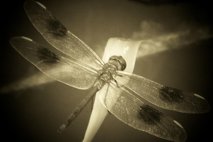 Spotted DragonFly Photograph by Sheri McLeroy
