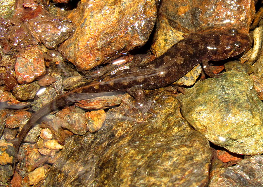 Imitator Salamander Photograph by Joshua Bales
