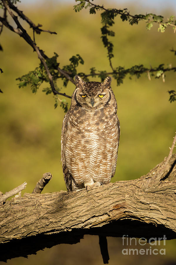 Spotted Eagle-owl  Photograph by Inge Johnsson