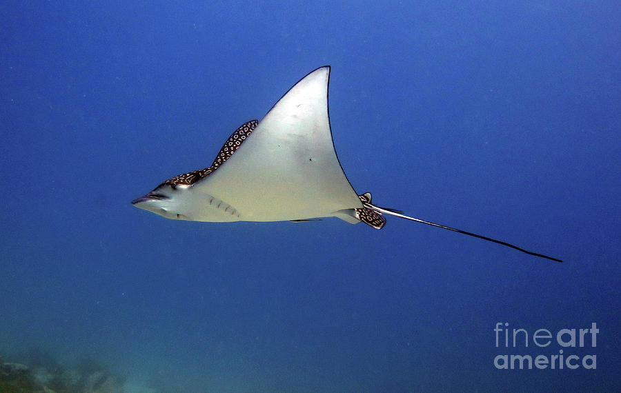 Spotted Eagle Ray Photograph by Daryl Duda