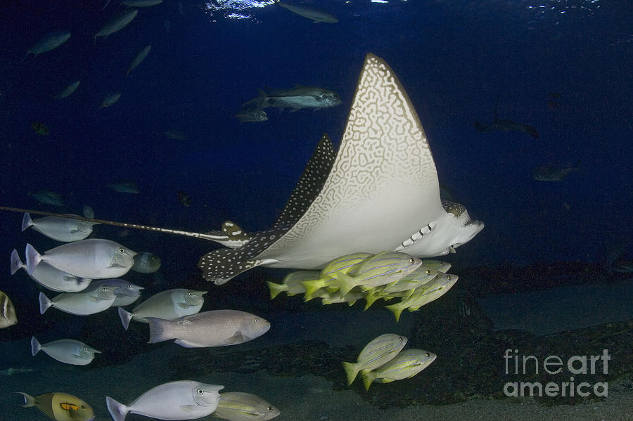 Eagle Photograph - Spotted Eagle Ray by Dave Fleetham - Printscapes