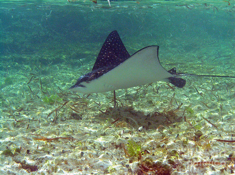 Spotted Eagle Ray Photograph by Li Newton