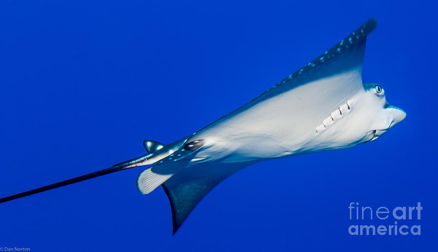 Eagle Photograph - Spotted Eagle Ray1 by Dan Norton