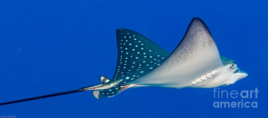 Spotted Eagle Ray Photograph - Spotted Eagle Ray2 by Dan Norton