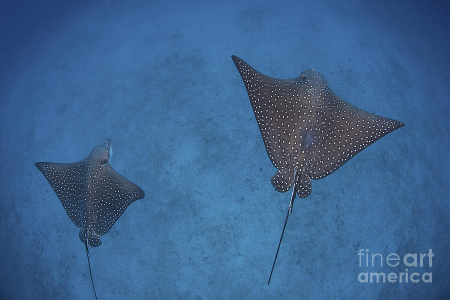 Fish Photograph - Spotted Eagle Rays Swim by Ethan Daniels