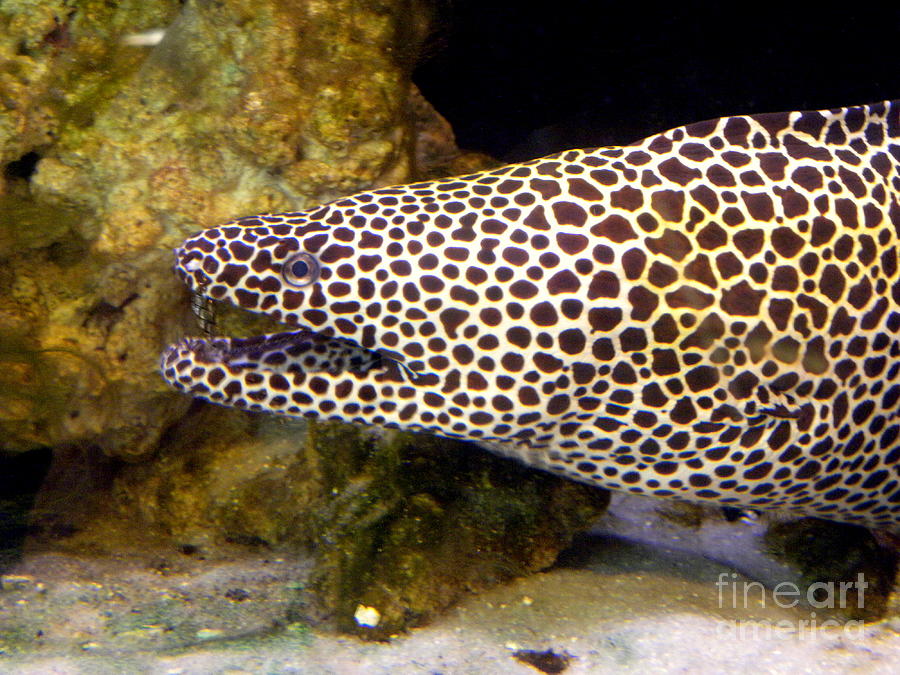 Spotted Eel Photograph by Terri Mills