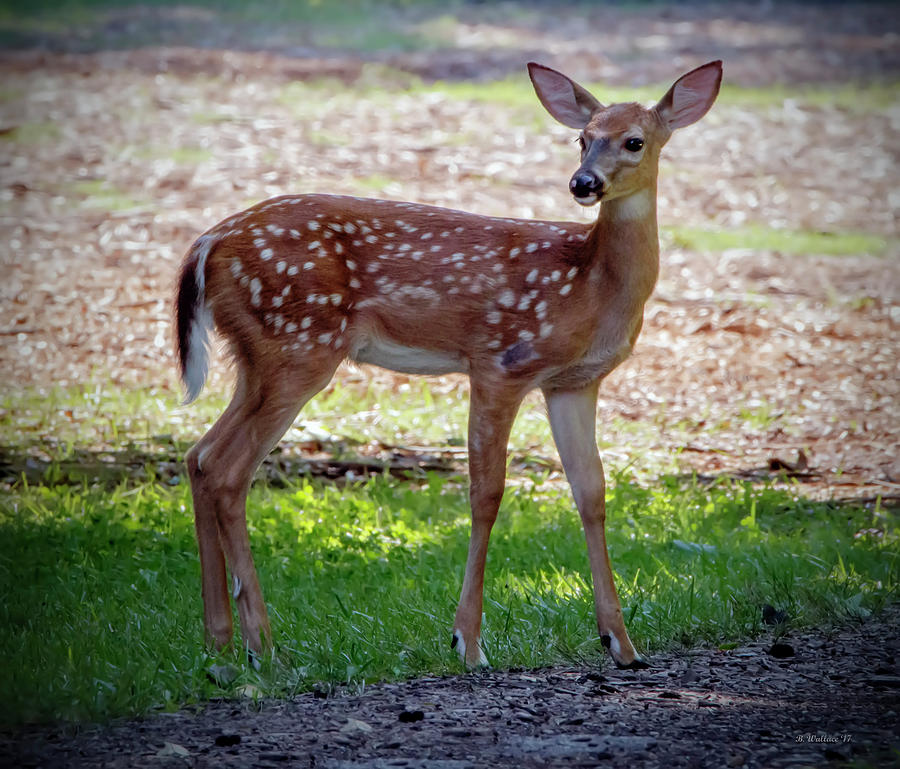 Spotted Fawn Photograph by Brian Wallace