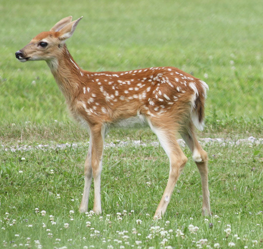 Spotted Fawn Photograph by Charles Whitman