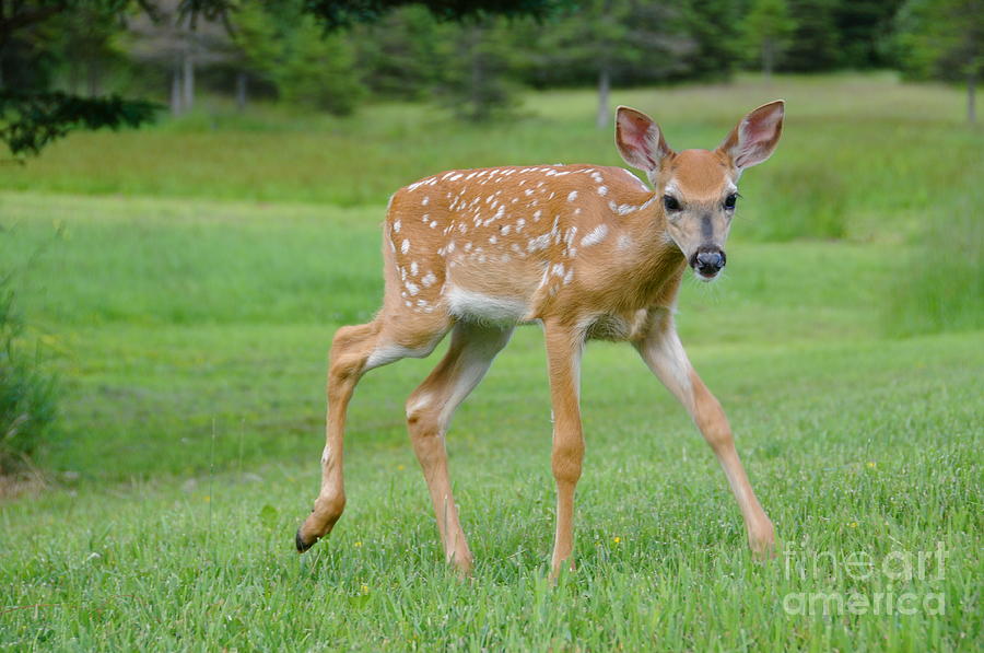 Spotted Fawn Exploring Photograph by Sandra Updyke