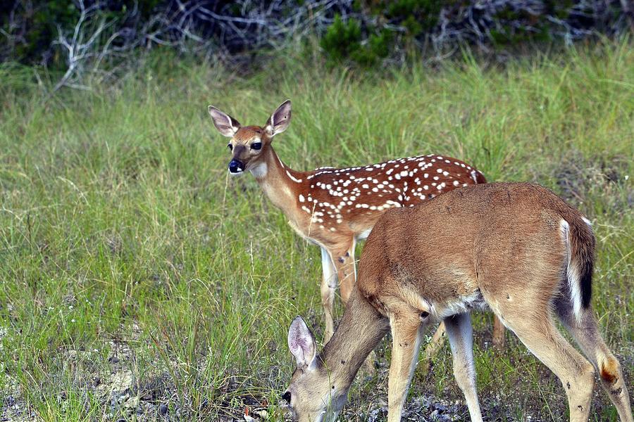 Spotted Fawn Photograph by Nadalyn Larsen