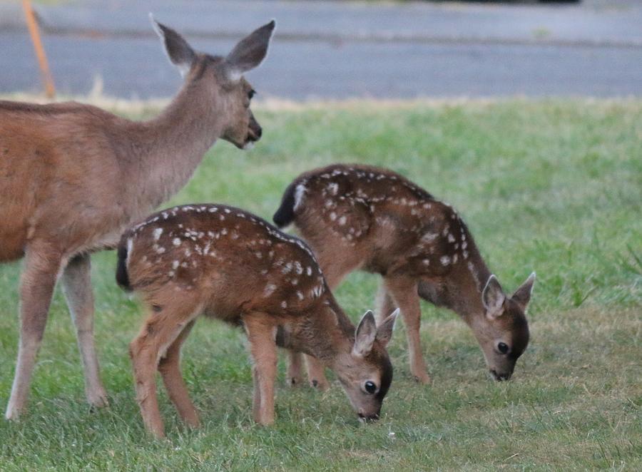 Spotted Fawns  Photograph by Christy Pooschke