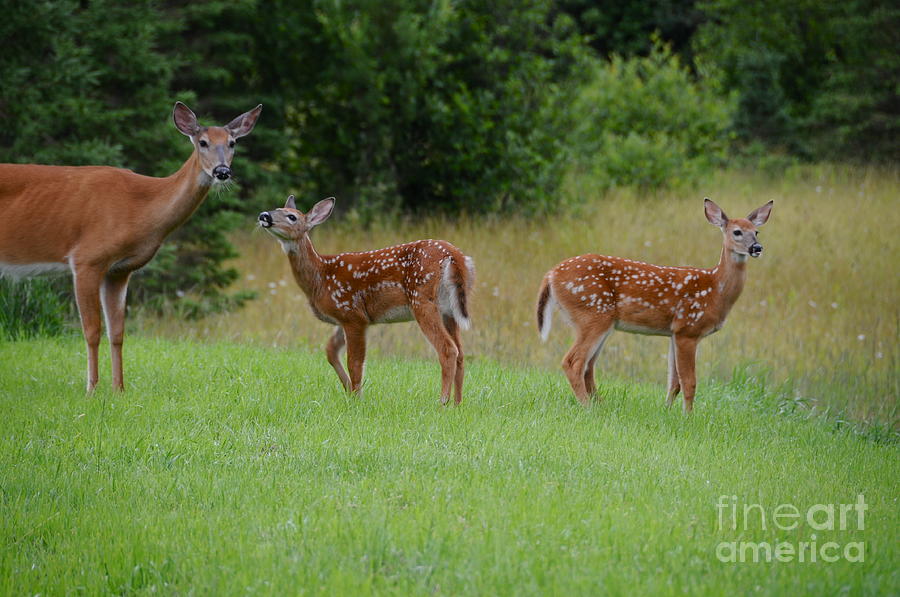 Spotted Fawns with Mom Photograph by Sandra Updyke