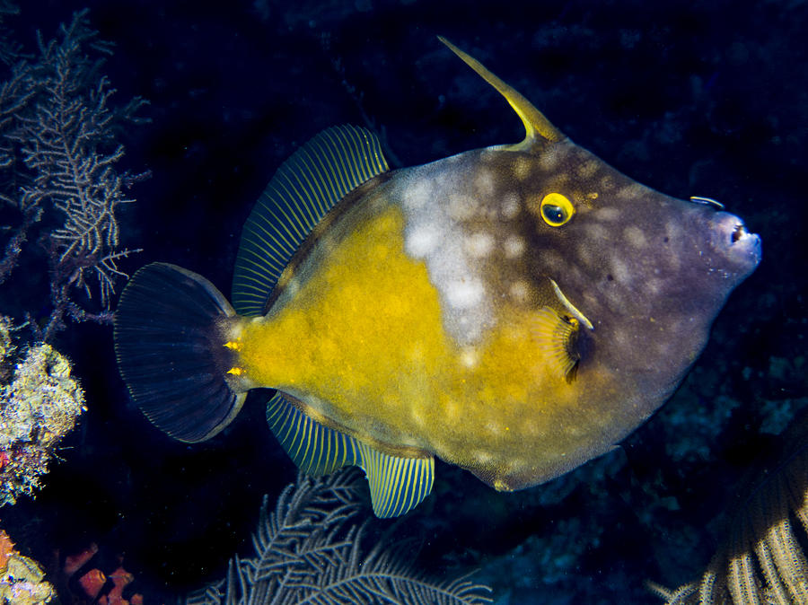 Spotted Filefish Photograph by Jean Noren