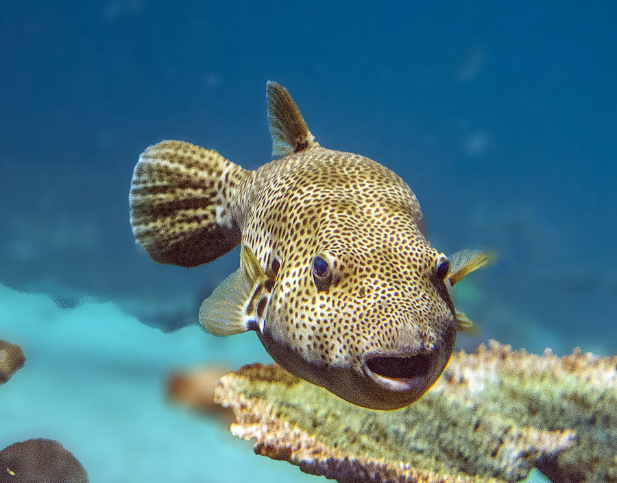 Spotted Fish Portrait Photograph by William Bitman